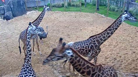 national zoo webcam|AnimalCams Live Video Streams